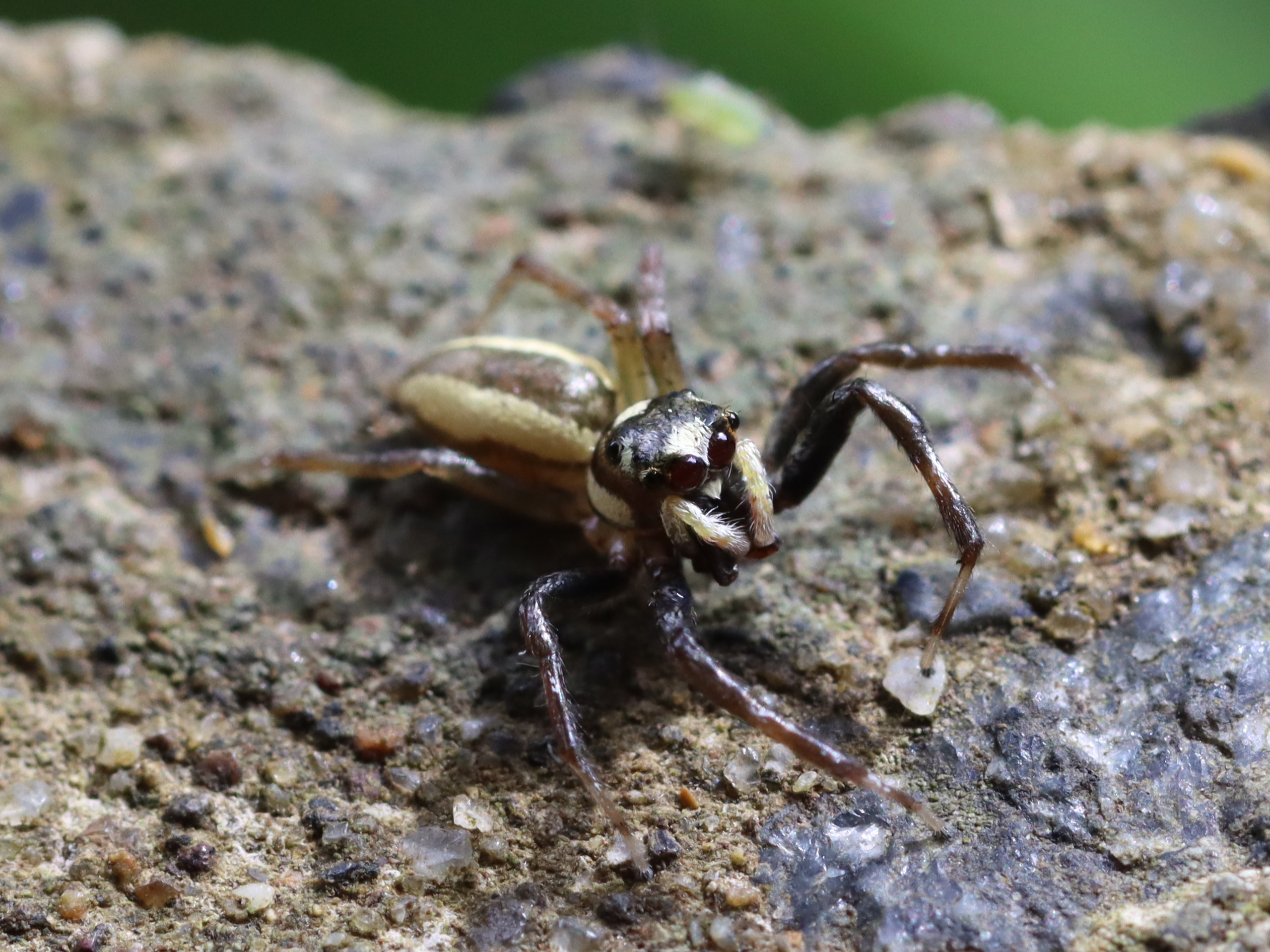 メスジロハエトリ